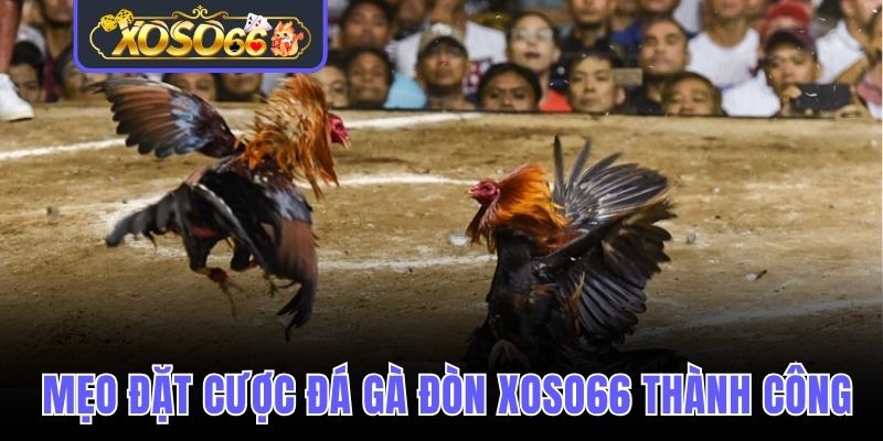Đá gà đòn Xoso66 và mẹo đặt cược luôn thành công